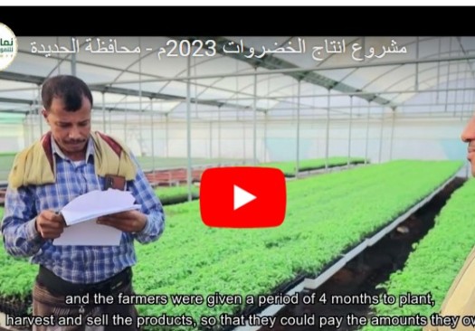 Vegetable Production Project in Al Hodeidah Province, 2023